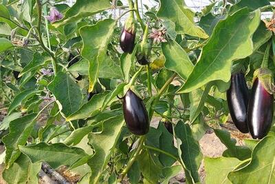  اینفوگرافیک؛ مختصات گلخانه ای سیستان و بلوچستان