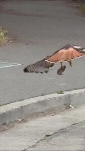  فیلم لحظه شکار موش توسط عقاب