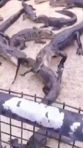  فیلم درگیری دیدنی بین تمساح‌ها