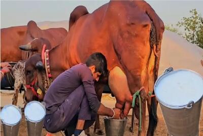  گاوهای باورنکردنی؛ گاو غول انقد حجم شیرش زیاده صاحبش از کت و کول افتاده