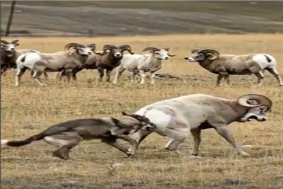  حیات وحش مصنوعی؛ گله قوچ ها برای نجات جان هم نوعشان از دندان گرگ متحد میشوند