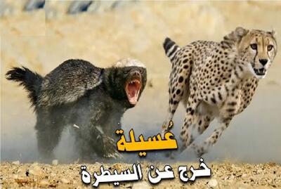  شاهکار حیات وحش؛ پلنگ با اون ابهت مثل سگ از راسو میترسه