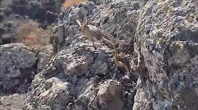  تصاویر بز موش گونه نادر شمال ایران