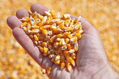  ۱۷۲ هزار تن نهاده دامی برای تنظیم بازار خراسان رضوی توزیع شد