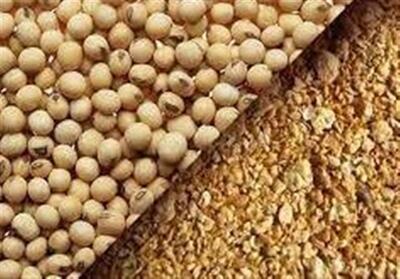  سقف واردات دانه‌های روغنی و کنجاله افزایش یافت - تسنیم