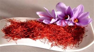  به وقت برداشت طلای سرخ در روستای علوی کاشان + فیلم