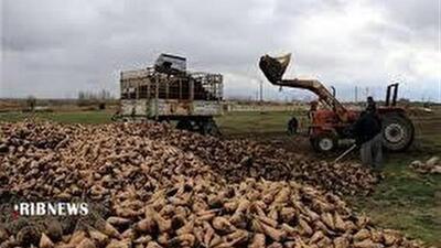  برداشت چغندرقند از سطح بیش از ۲ هزار و ۱۵۳ هکتار مزارع خراسان‌شمالی