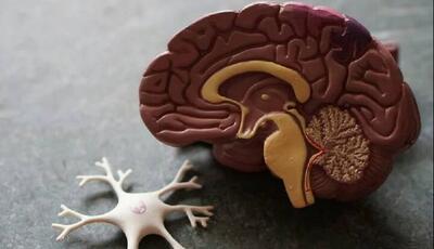  یک مولکول طبیعی، از دست رفتن حافظه در آلزایمر را معکوس می‌کند