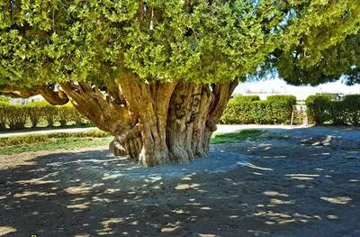  کهنسال‌ترین موجود زندهٔ ایران در قلب کویر