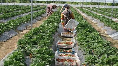  صادرات محصولات گلخانه‌ای به ۹ کشور از سیستان وبلوچستان