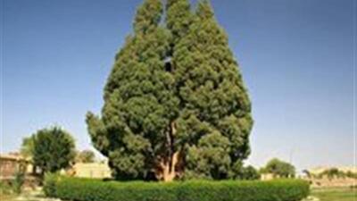  همایش ملی سرو کهن ابرکوه