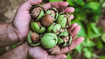  خوردن گردو در شب چه خواصی دارد؟
