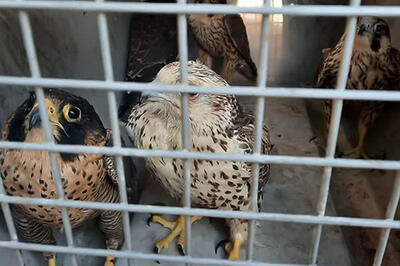  کشف ۲۴ پرنده نایاب به ارزش ۷ میلیارد در بوشهر!