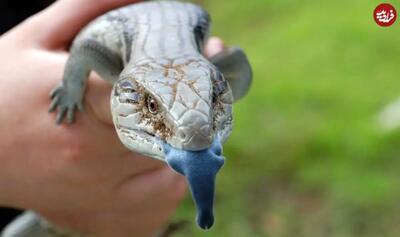  حیرت‌انگیزترین «زبان‌ها» در دنیای جانوران!