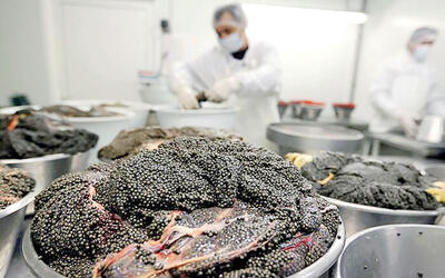  بازگشت «بلوگا» به بازار جهانی