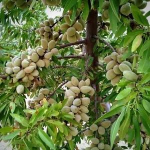  فرصت طلایی احداث باغ بادام در فصل پاییز را از دست ندهید