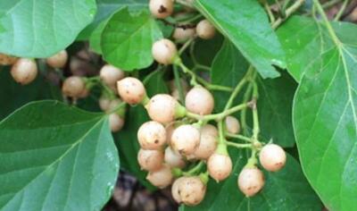 درمان سرماخوردگی و سرفه با این میوه