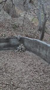  ببینید؛ نجات دو گورکن گیر افتاده در استخر