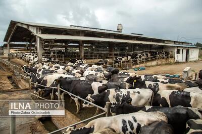 دغدغه دامداران و کشاورزان البرز؛ تب برفکی، کمبود آب و افزایش سرسام‌آور قیمت نهاده‌ها
