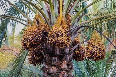  ایران؛ بزرگ‌ترین صادرکننده خرما با ۴۳۰ هزار تن صادرات سالانه - ایران ویو 24