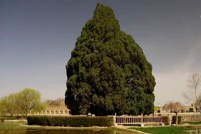  معاون سازمان محیط زیست: سرو ابرکوه یزد، هویت ملی ایران است