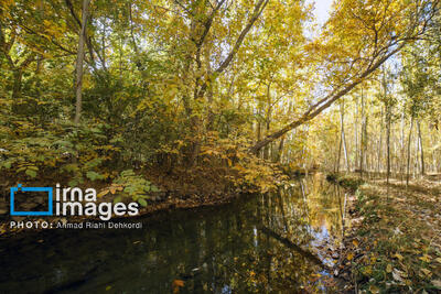  تنهایی پاییز را با روایت احسان خواجه‌امیری بشنویم/روایت امید نعمتی از خزان