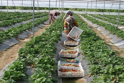 صادرات محصولات گلخانه‌ای به ۹ کشور از سیستان وبلوچستان
