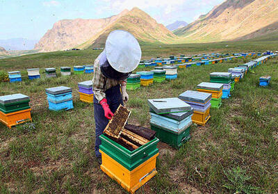  صنعت شیرین؛ در محاصره گرانی و خشکسالی