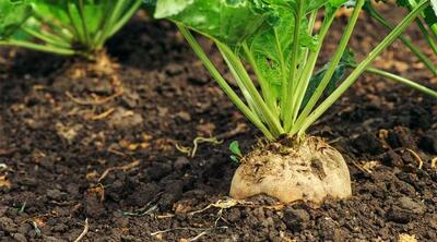  کشت پاییزه چغندرقند در خراسان شمالی از سال آینده