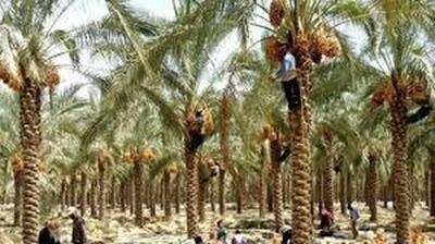  ایران بزرگترین صادرکننده خرما در جهان است
