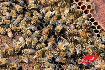  زنبورها خواندن «کد مورس» را یاد می‌گیرند / یک کشف عجیب درباره توانایی حشره مفید - کلبه سرگرمی