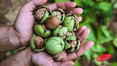 خوردن گردو در شب چه خواصی دارد؟ ؛ از تنظیم قند خون تا تقویت استخوان ها - کلبه سرگرمی