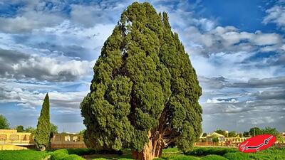  ببینید | کهنسال‌ترین موجود زندهٔ ایران در قلب کویر - کلبه سرگرمی