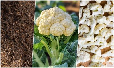  آموزش کاشت گل کلم در گلدان خانه + روش نگهداری