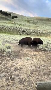  فیلم / درگیری دو بوفالو