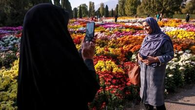 جشنواره گل‌ های داوودی؛ تصاویری که شما را شگفت‌ زده می‌ کند