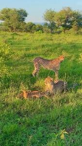  فیلم شکار بچه گوزن توسط دو یوزپلنگ