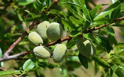  کاشت انواع درخت بادام؛ مراحل و شرایط (پیش نیاز، مراحل کاشت و فروش)