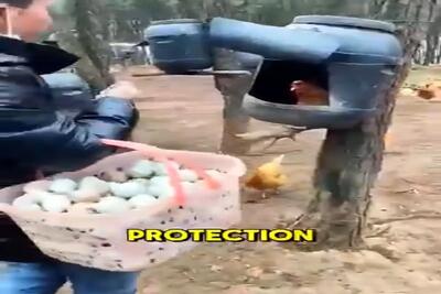  دامداری نوین؛ با دبه لونه مرغ ساخت رو درختای باغ نصب کرد مفت مرغداری زد پول پارو کرد