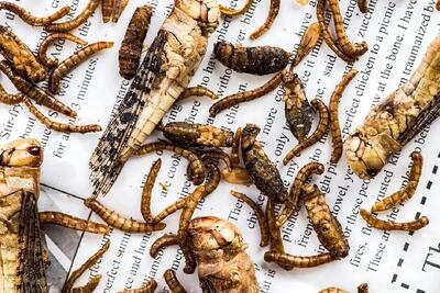  غذای خیابانی؛ چینی ها به هیچ موجود زنده ای رحم نمیکنن سوخاری کیلویی جورواجور میخورن