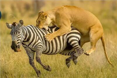  جذابیت حیات وحش؛ شیر شقی عزرائیل خرای راه راهه!