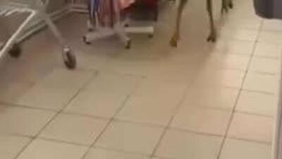  یک گوزن وحشی به طور تصادفی وارد یک فروشگاه مواد غذایی در منطقه کراسنودار روسیه شد