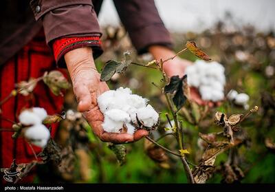  خشکسالی بلای جان «طلای سفید» خراسان جنوبی؛ کاهش 18 درصدی تولید پنبه - تسنیم