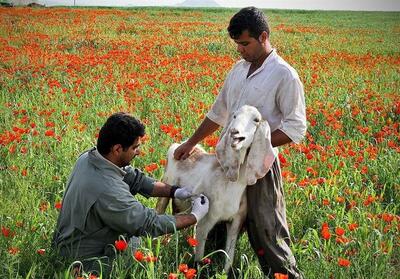  تب برفکی در چند نقطه لرستان گزارش شد/ بیماری تحت کنترل است - تسنیم