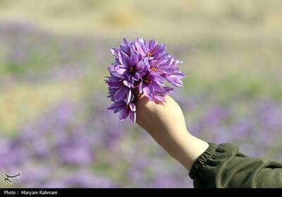  افزایش سطح زیر کشت زعفران در بروجرد / برداشت 115 کیلوگرم طلای سرخ - تسنیم