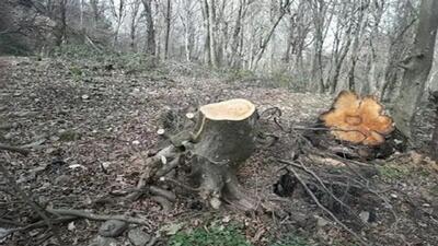  قلع وقمع درختان جنگلی درد و دل گردشگران روستا‌های بنفشه ده و سیاه لش آمل شد