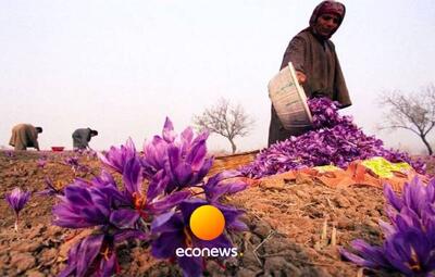  راه‌اندازی پالایشگاه گیاهان دارویی ، پایان خام‌فروشی! - اکونیوز