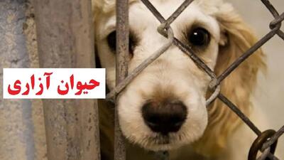  دستگیری ۴ متهم حیوان آزاری در مینودشت