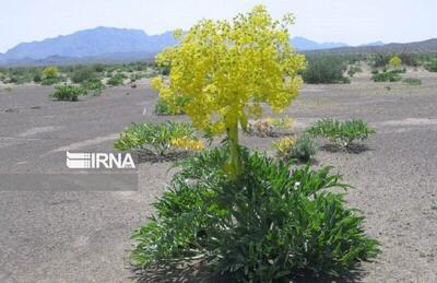  طبیعت بجنورد می‌روید، اقتصاد می‌بالد