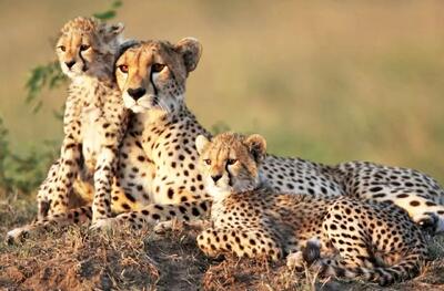  معاون سازمان محیط‌زیست: میاندشت جاجرم زیستگاهی بی‌نظیر برای یوزپلنگ است